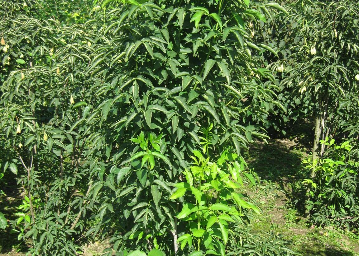 Klokoč kavkazský - Staphylea colchica