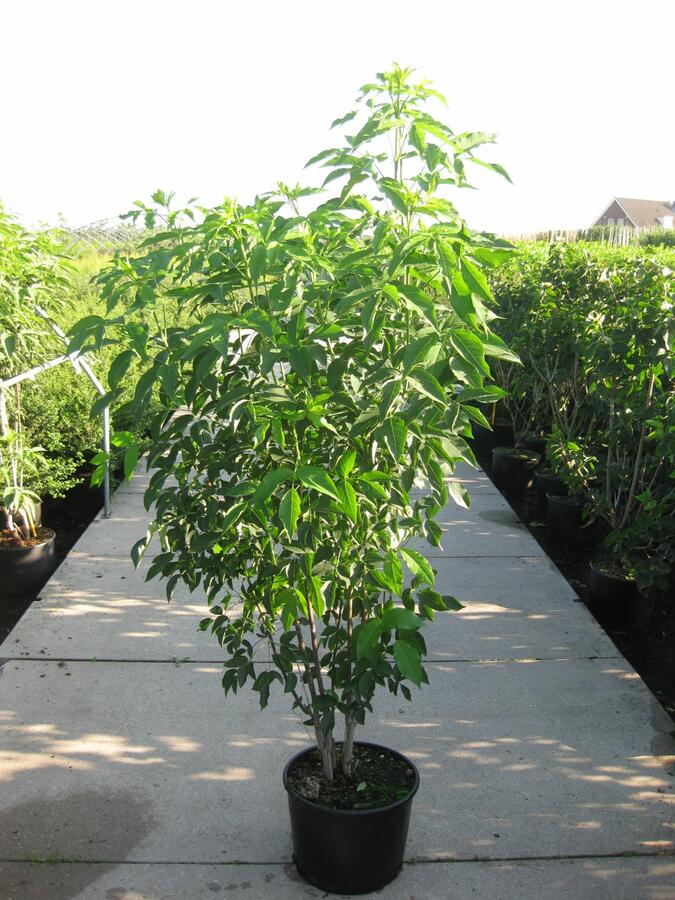 Klokoč kavkazský - Staphylea colchica