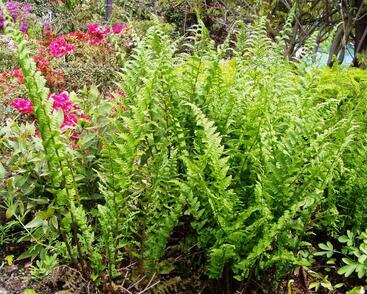 Pérovník východní