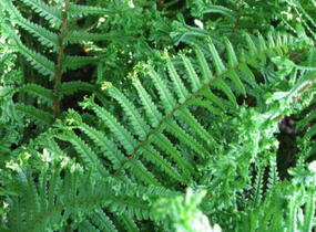 Kapraď rezavá 'Crispa Cristata' - Dryopteris affinis 'Crispa Cristata'