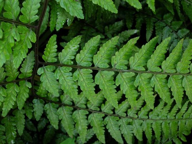 Papratka - Athyrium vidalii