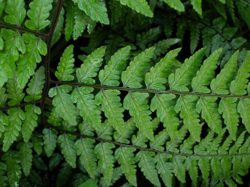 Papratka - Athyrium vidalii