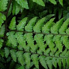 Papratka - Athyrium vidalii