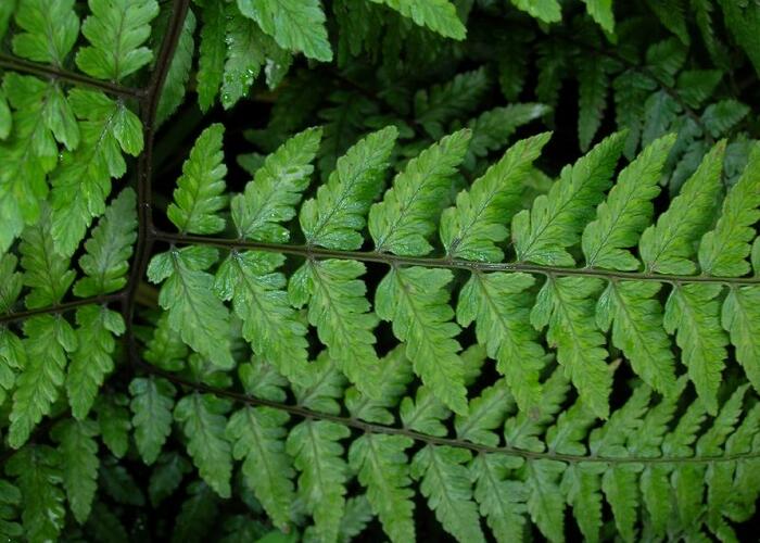 Papratka - Athyrium vidalii