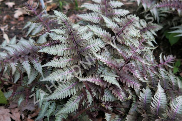 Papratka japonská 'Silver Falls' - Athyrium niponicum 'Silver Falls