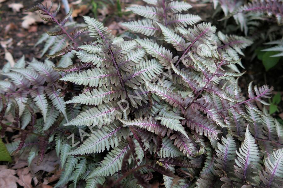 Papratka japonská 'Silver Falls' - Athyrium niponicum 'Silver Falls