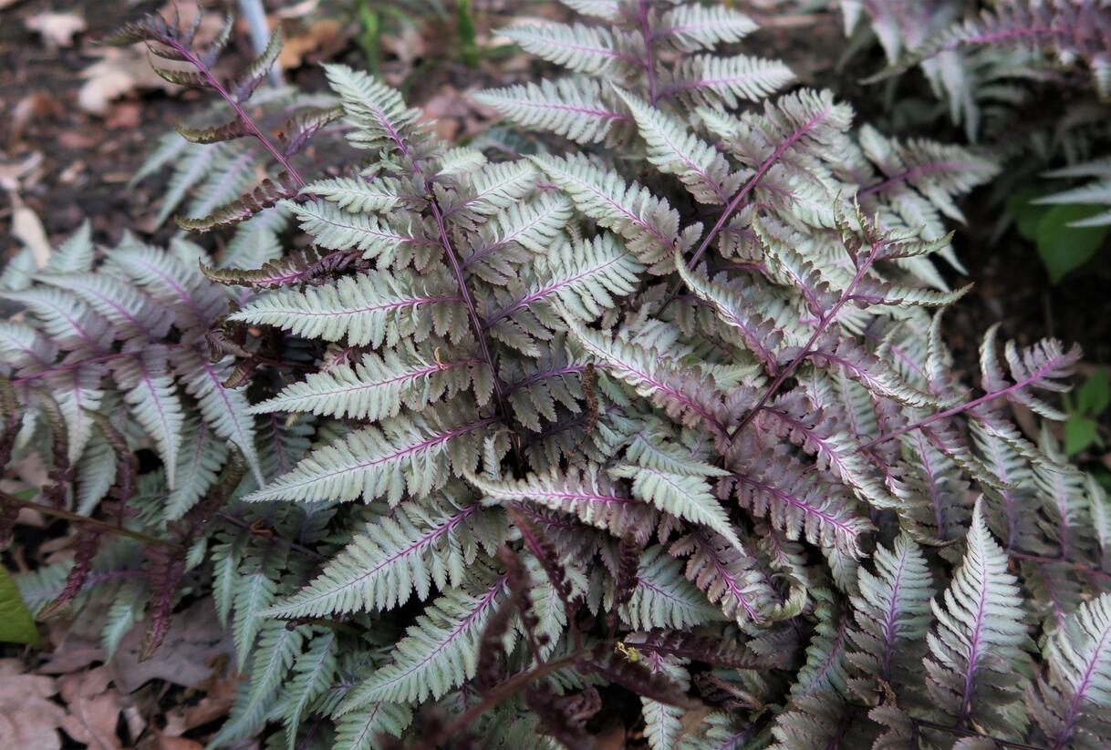Papratka japonská 'Silver Falls' - Athyrium niponicum 'Silver Falls