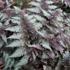 Papratka japonská 'Silver Falls' - Athyrium niponicum 'Silver Falls