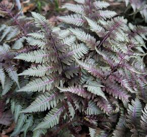 Papratka japonská 'Silver Falls' - Athyrium niponicum 'Silver Falls