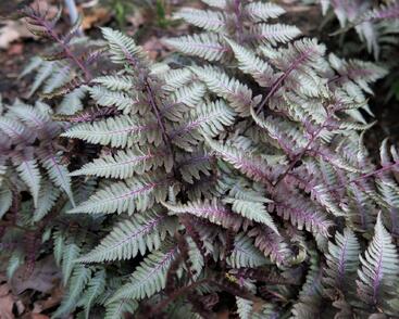 Papratka japonská 'Silver Falls'