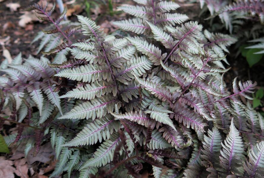 Papratka japonská 'Silver Falls' - Athyrium niponicum 'Silver Falls