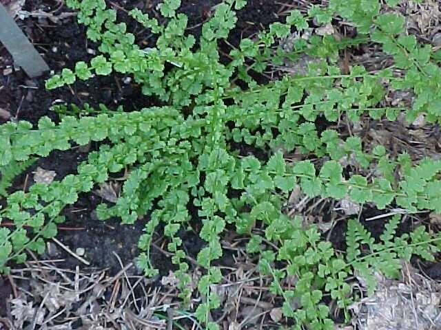 Papratka samičí 'Frizelliae' - Athyrium filix-femina 'Frizelliae'