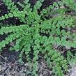 Papratka samičí 'Frizelliae' - Athyrium filix-femina 'Frizelliae'