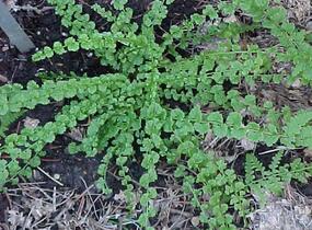 Papratka samičí 'Frizelliae' - Athyrium filix-femina 'Frizelliae'