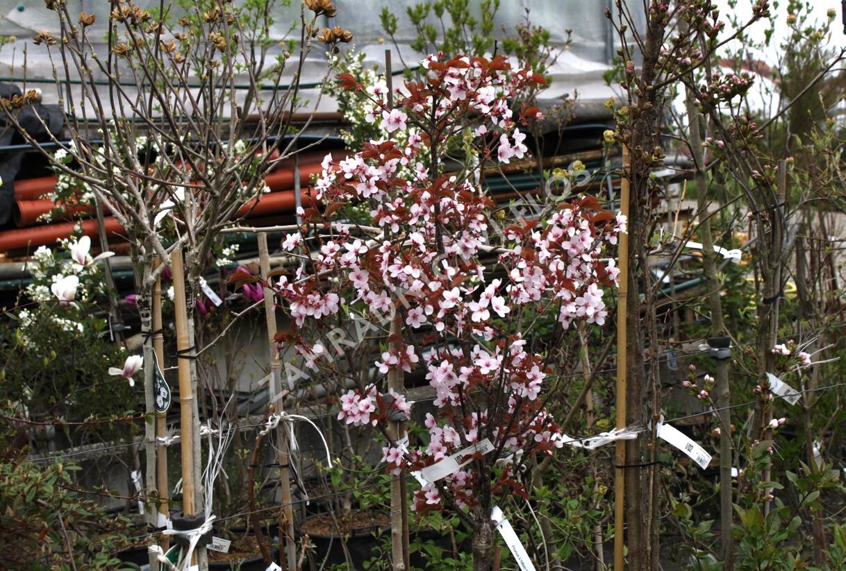 Slivoň Hillierova 'Spire' - Prunus hillieri 'Spire'
