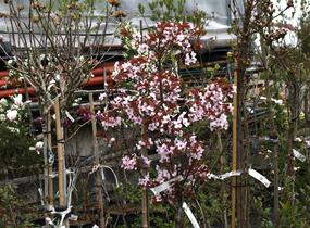 Slivoň Hillierova 'Spire' - Prunus hillieri 'Spire'