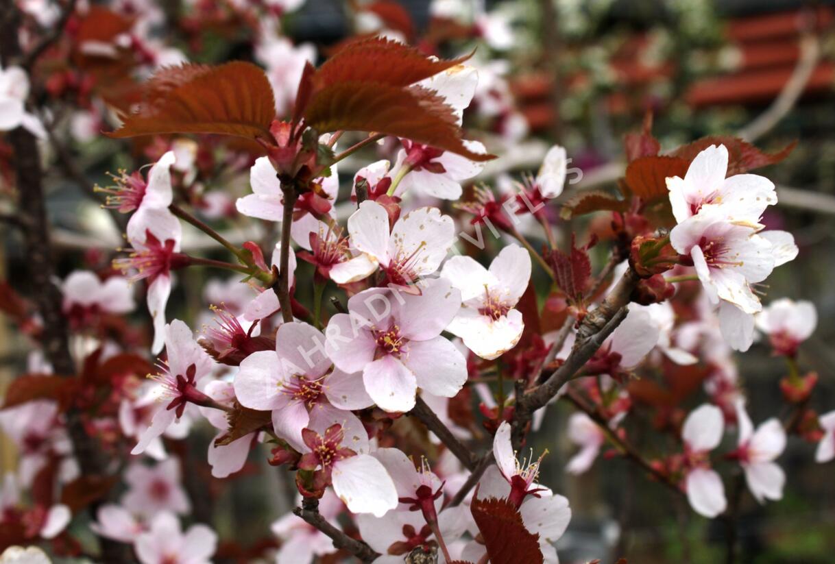 Slivoň Hillierova 'Spire' - Prunus hillieri 'Spire'