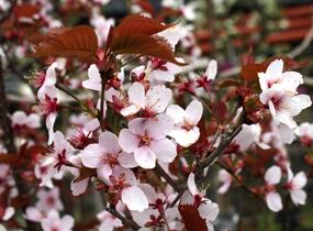 Slivoň Hillierova 'Spire' - Prunus hillieri 'Spire'