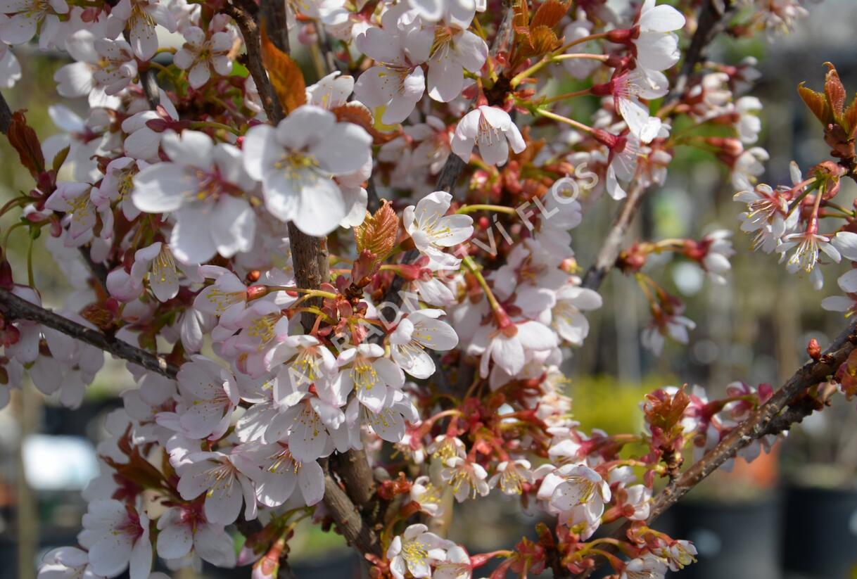 Slivoň Hillierova 'Spire' - Prunus hillieri 'Spire'