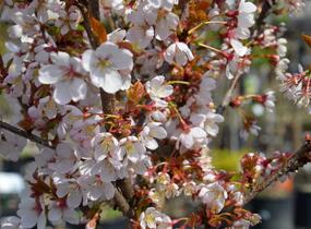 Slivoň Hillierova 'Spire' - Prunus hillieri 'Spire'