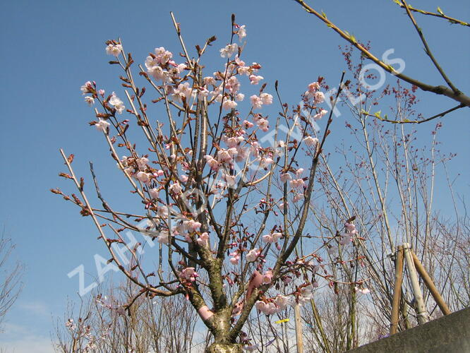 Slivoň Hillierova 'Spire' - Prunus hillieri 'Spire'