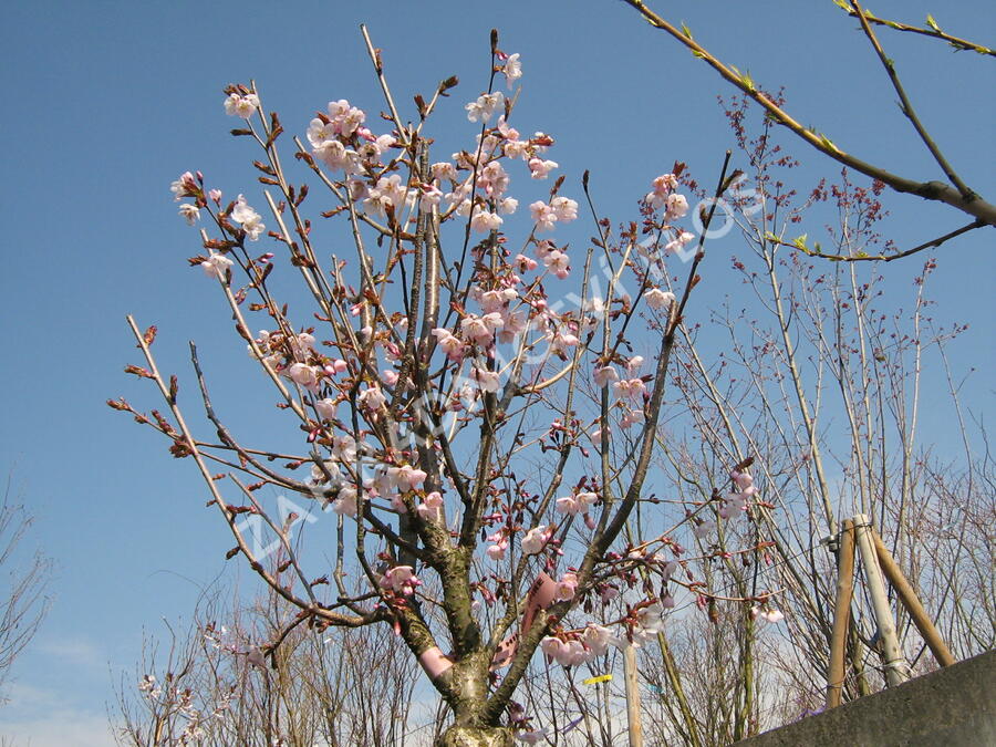 Slivoň Hillierova 'Spire' - Prunus hillieri 'Spire'