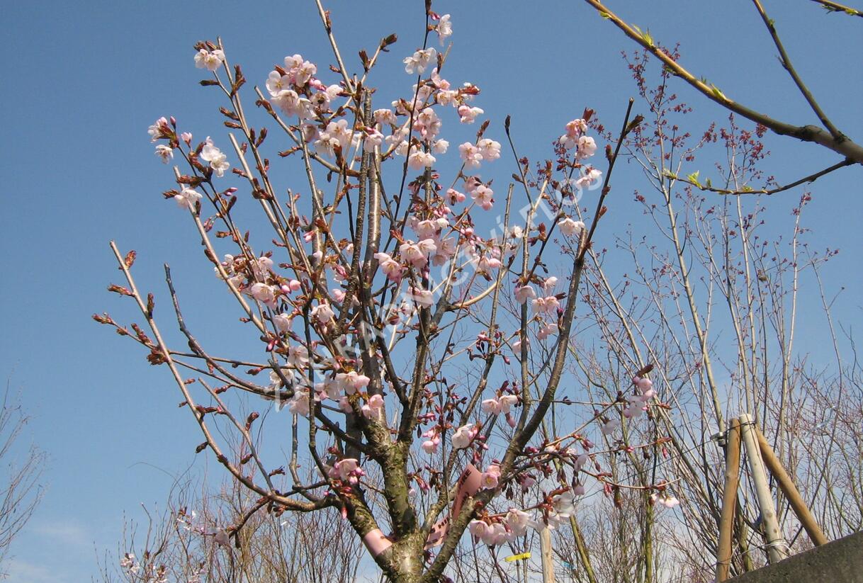 Slivoň Hillierova 'Spire' - Prunus hillieri 'Spire'