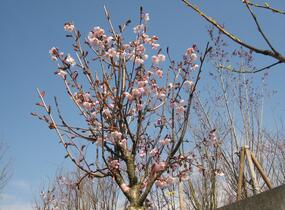 Slivoň Hillierova 'Spire' - Prunus hillieri 'Spire'