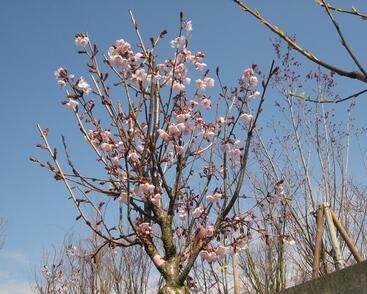 Slivoň Hillierova 'Spire'