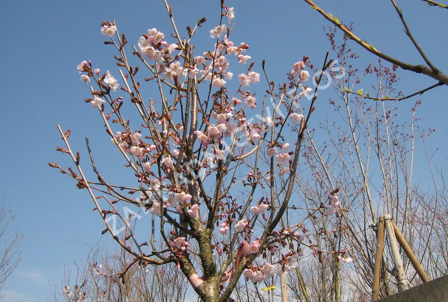 Slivoň Hillierova 'Spire' - Prunus hillieri 'Spire'