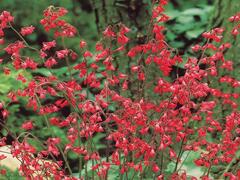 Dlužicha 'Ruby Bells' - Heuchera sanguinea 'Ruby Bells'