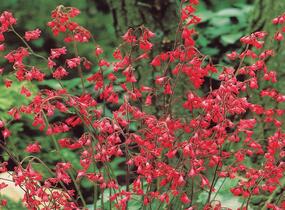 Dlužicha 'Ruby Bells' - Heuchera sanguinea 'Ruby Bells'