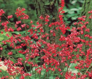 Dlužicha 'Ruby Bells' - Heuchera sanguinea 'Ruby Bells'