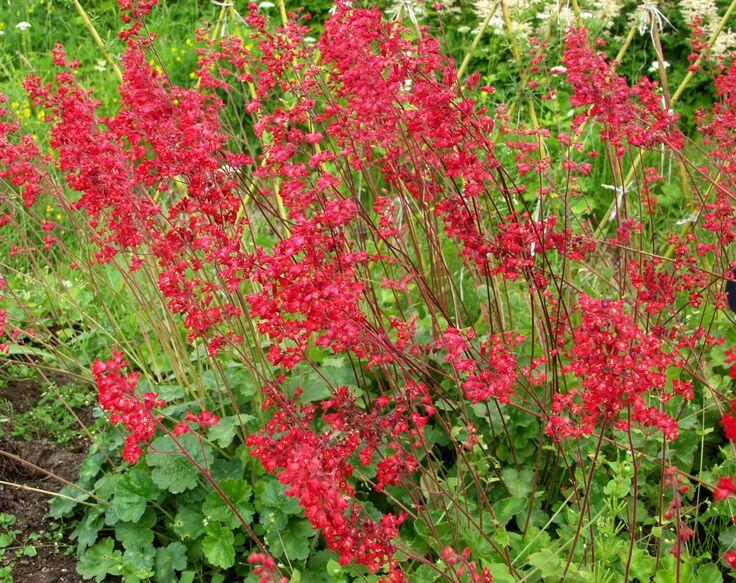 Dlužicha 'Ruby Bells' - Heuchera sanguinea 'Ruby Bells'