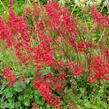 Dlužicha 'Ruby Bells' - Heuchera sanguinea 'Ruby Bells'