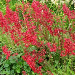 Dlužicha 'Ruby Bells' - Heuchera sanguinea 'Ruby Bells'