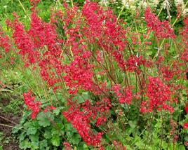 Dlužicha 'Ruby Bells'