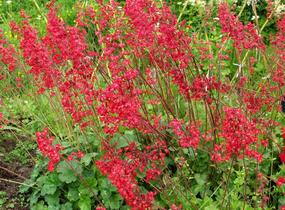 Dlužicha 'Ruby Bells' - Heuchera sanguinea 'Ruby Bells'