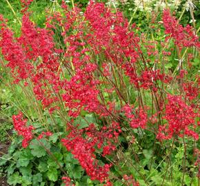 Dlužicha 'Ruby Bells' - Heuchera sanguinea 'Ruby Bells'