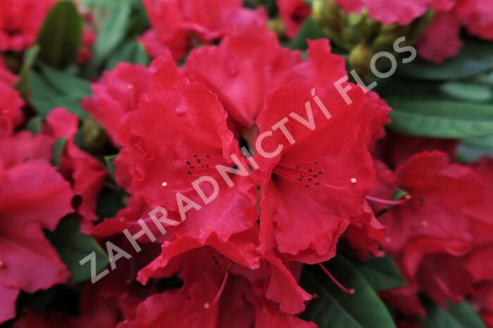 Pěnišník 'Red Jack' - Rhododendron (T) 'Red Jack'