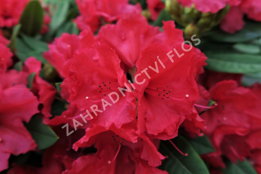 Pěnišník 'Red Jack' - Rhododendron (T) 'Red Jack'