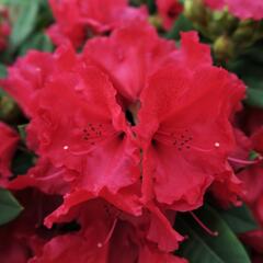 Pěnišník 'Red Jack' - Rhododendron (T) 'Red Jack'