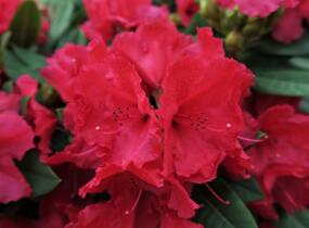 Pěnišník 'Red Jack' - Rhododendron (T) 'Red Jack'