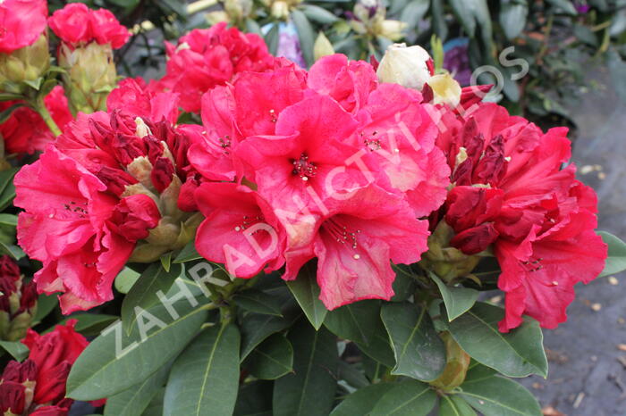 Pěnišník 'Red Jack' - Rhododendron (T) 'Red Jack'