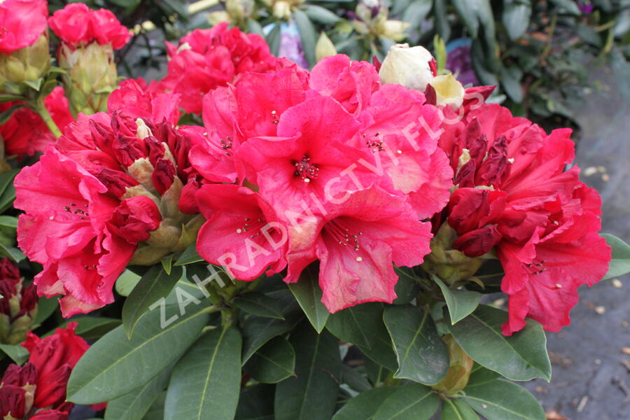 Pěnišník 'Red Jack' - Rhododendron (T) 'Red Jack'