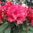 Pěnišník 'Red Jack' - Rhododendron (T) 'Red Jack'