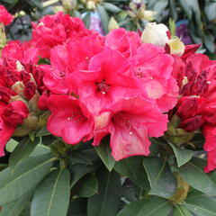 Pěnišník 'Red Jack' - Rhododendron (T) 'Red Jack'
