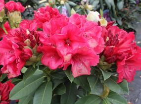 Pěnišník 'Red Jack' - Rhododendron (T) 'Red Jack'