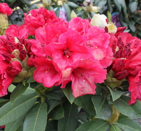 Pěnišník 'Red Jack' - Rhododendron (T) 'Red Jack'