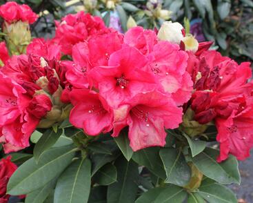 Pěnišník 'Red Jack'